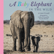 A Baby Elephant in the Wild