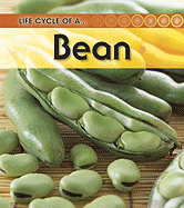 Broad Bean