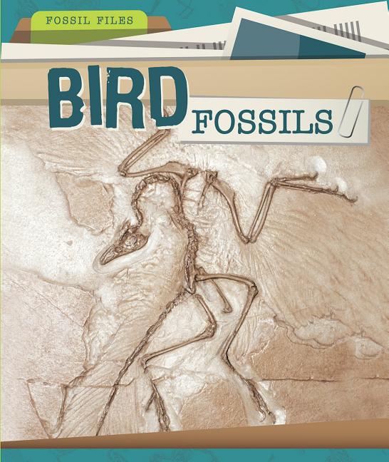 Insect Fossils