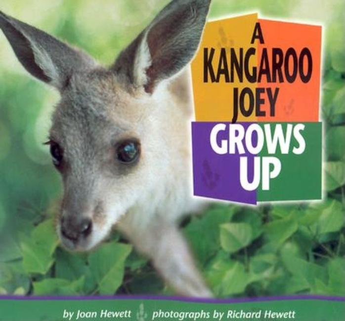 Kangaroo Joey Grows Up, A
