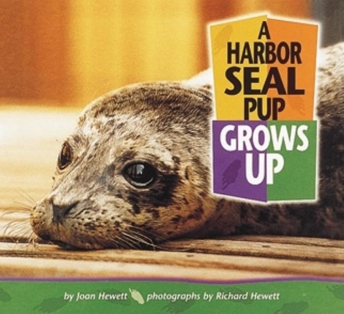 Harbor Seal Pup Grows Up, A